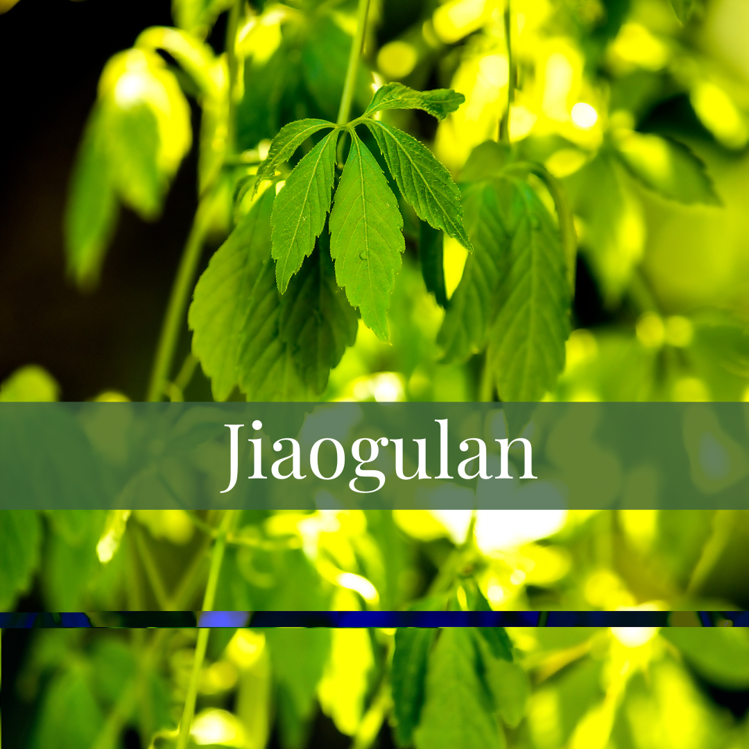 Jiaogulan foto plant Lyme Natuurlijk Genezen